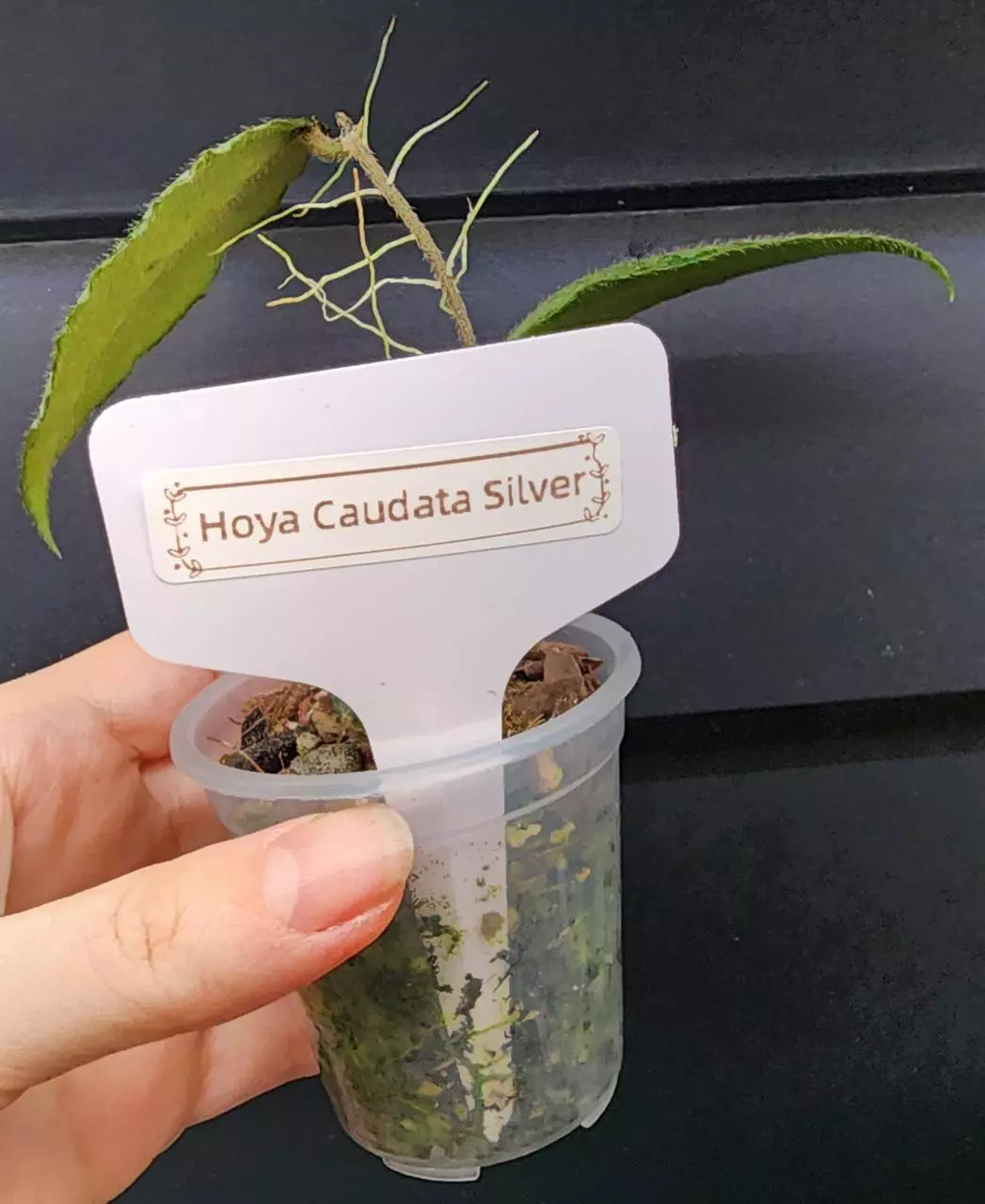 plant/Hoya Caudata Silver-3