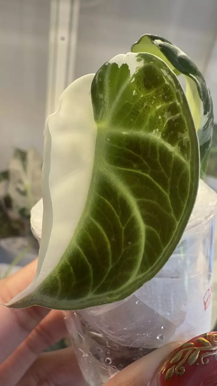 plant/Alocasia True Ninja Albo corm grown-1