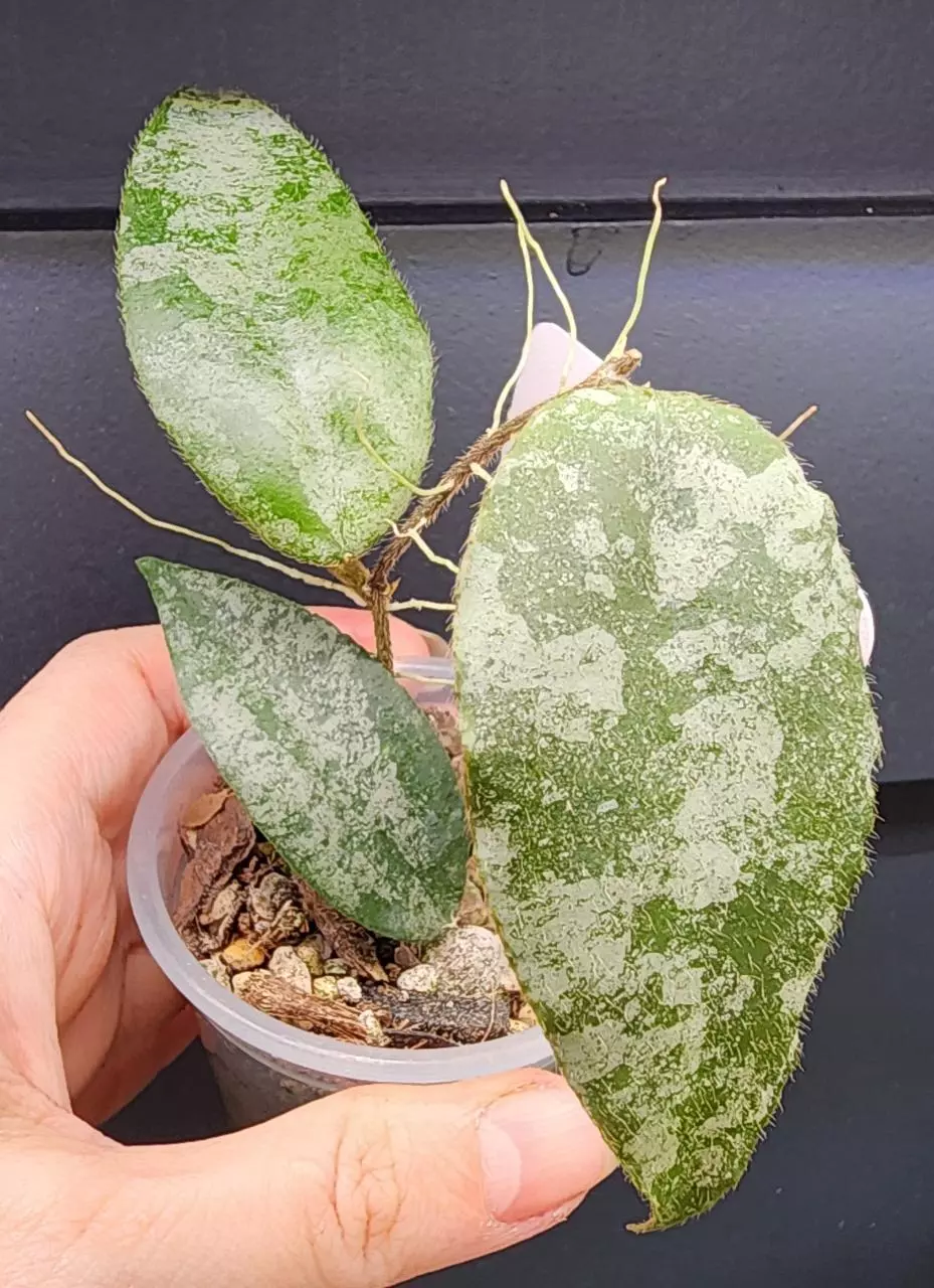 plant/Hoya Caudata Silver-0