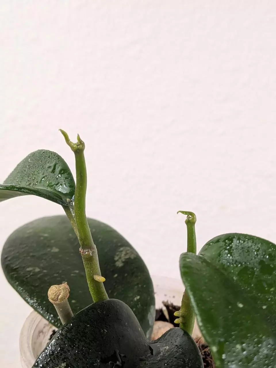 plant/Hoya sp. Chu Yang Sin Miral 272 with 2 vines and growth points!-4