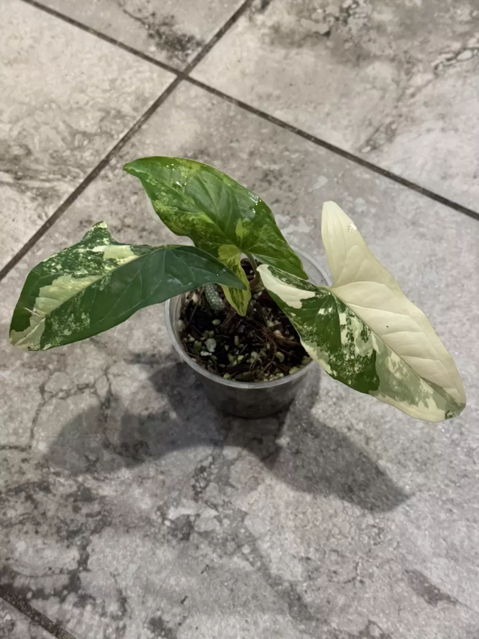 plant/Syngonium Aurea-0