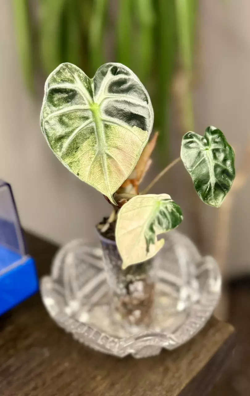 plant/Alocasia Pink Balloon Heart corm-0