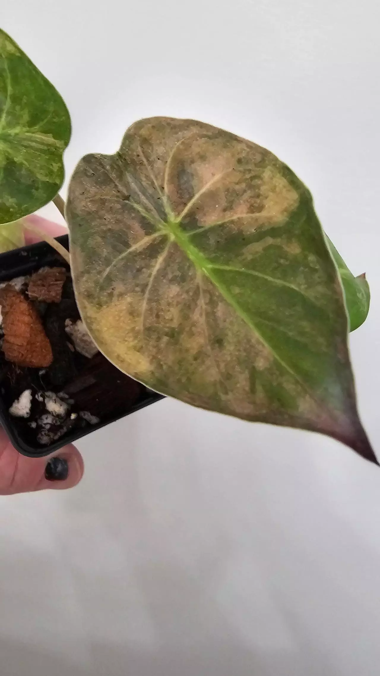 plant/Alocasia Wentii Aurea-1