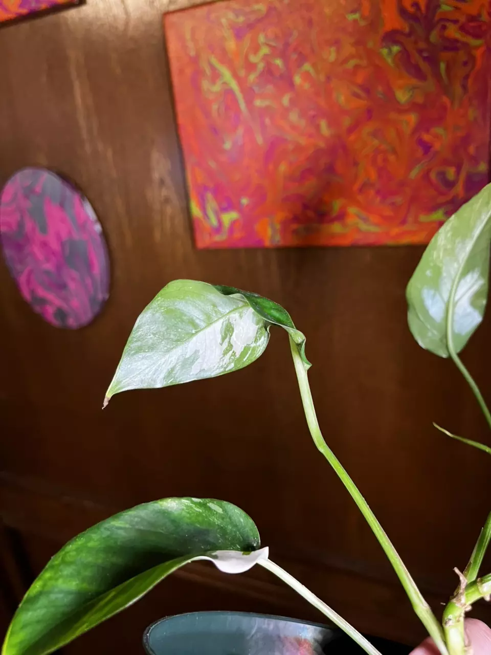 plant/Epipremnum pinnatum albo 4”-3