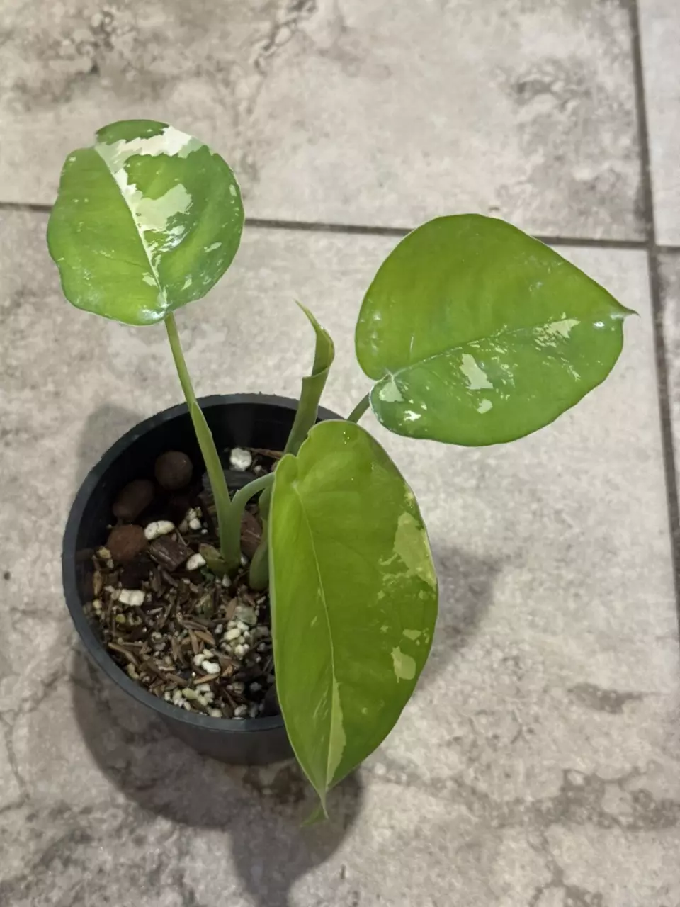 plant/Variegated Chiapense Syngonium-1