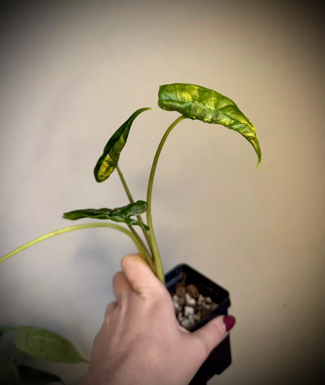 plant/Alocasia Shock Treatment Aurea-1