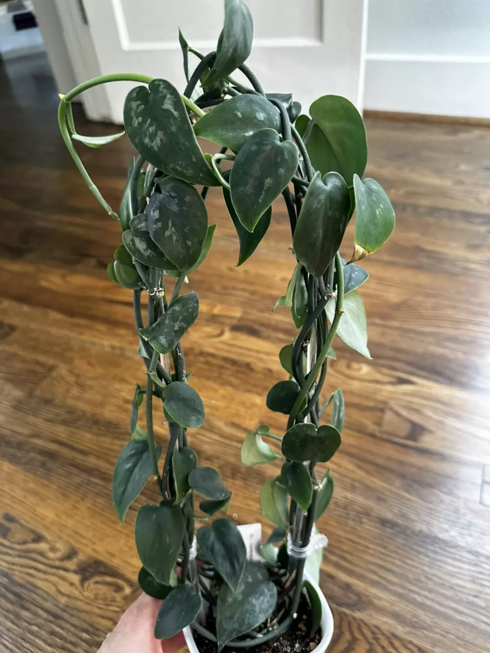 plant/Scindapsus Black Mamba 0218-0