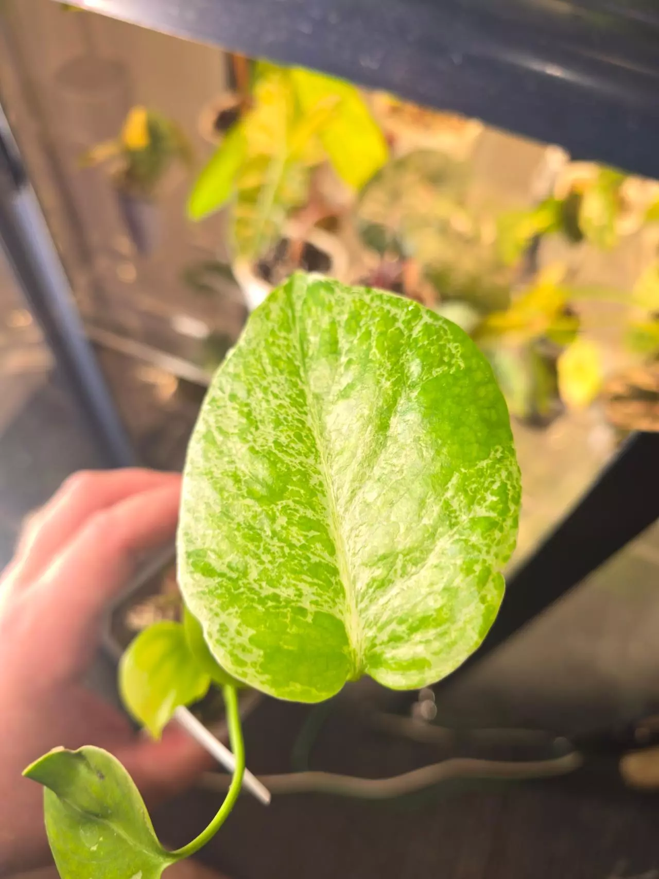 plant/Monstera Bulbasaur-4