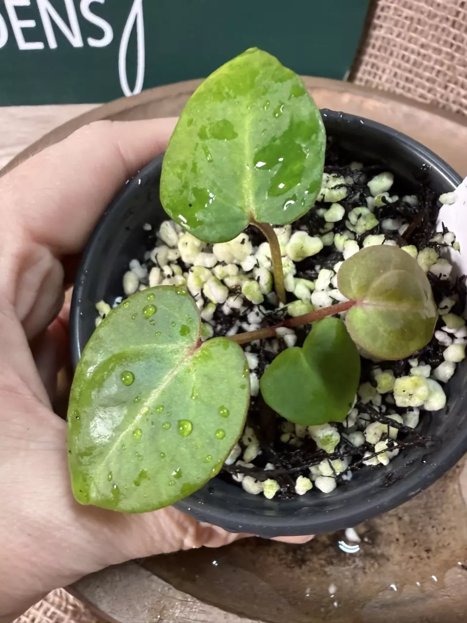 plant/A. Mag Verde x Rainbow Bess-0