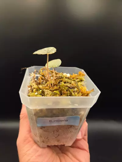 plant/Begonia moona-1-thumbnail