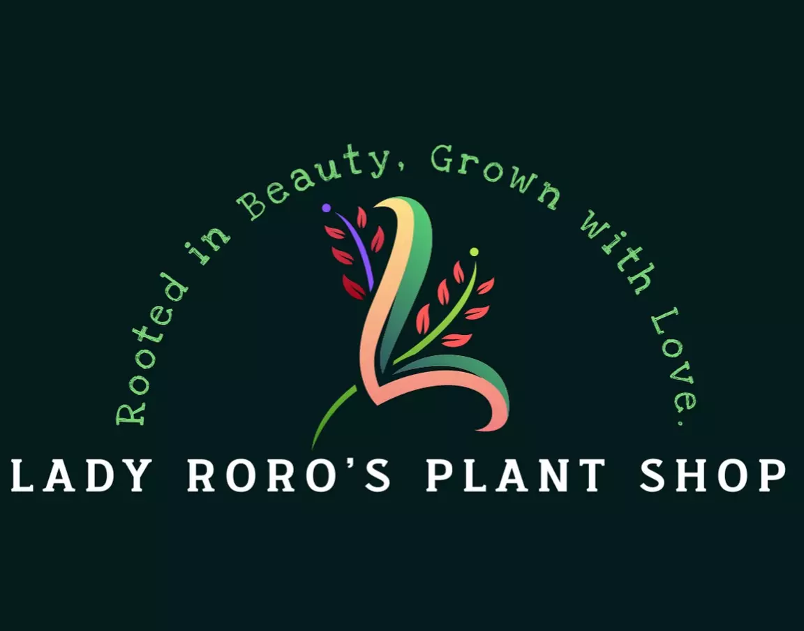 plant/Alocasia True Ninja Albo corm grown-2