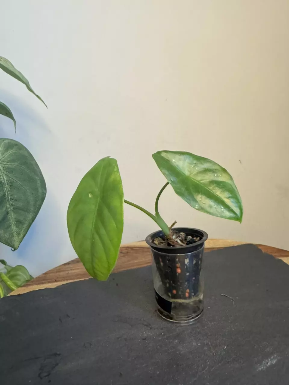 plant/Alocasia Wild Thai NOID-1