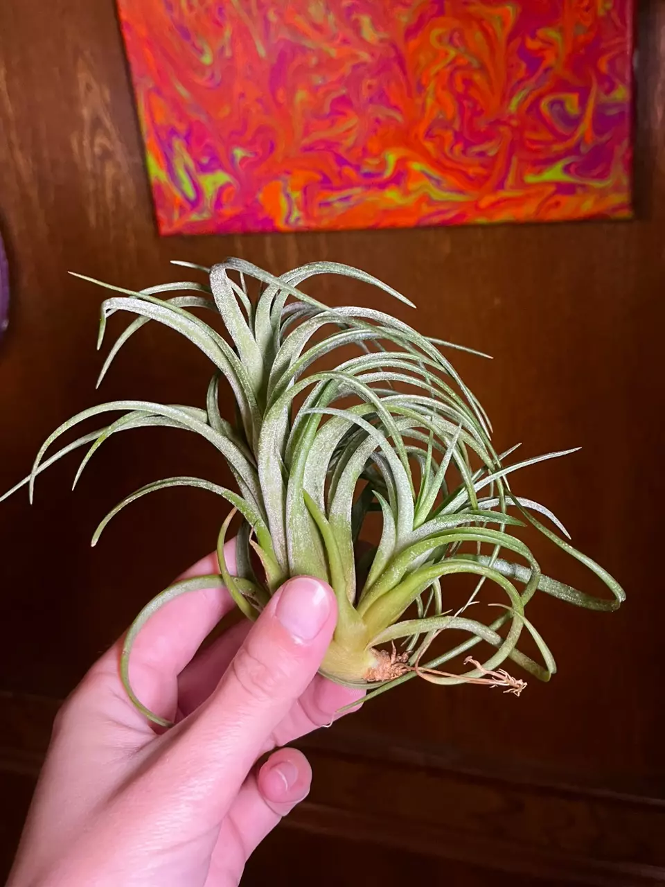 plant/Victoriana Air Plant with pup-1