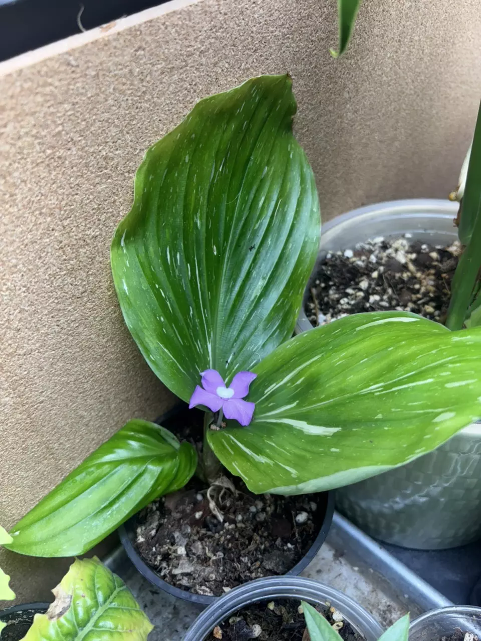 plant/Kaempferia Pulchra Var-0