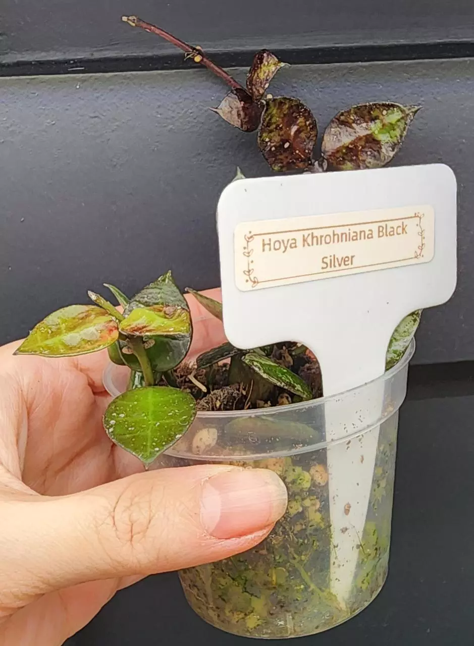 plant/Hoya Krohniana Black Silver-3