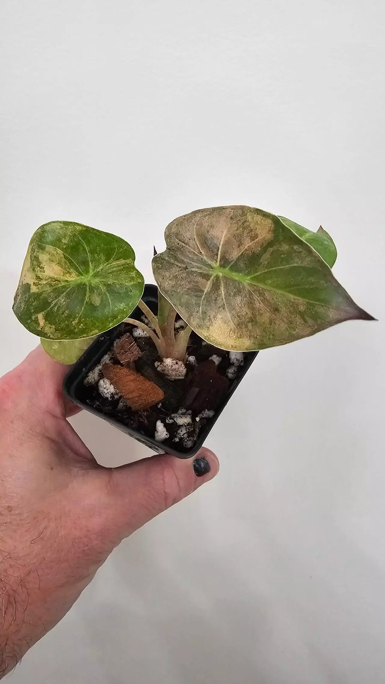 plant/Alocasia Wentii Aurea-0