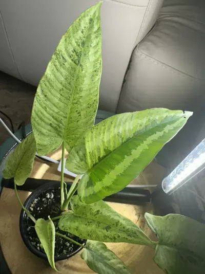 plant/Schismatoglottis Wallichii Mint-0-thumbnail