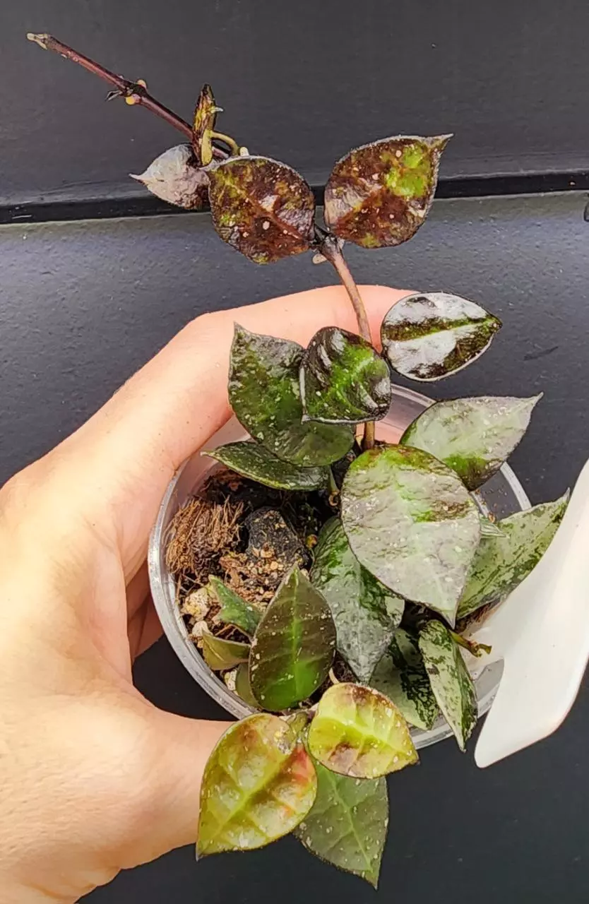 plant/Hoya Krohniana Black Silver-0