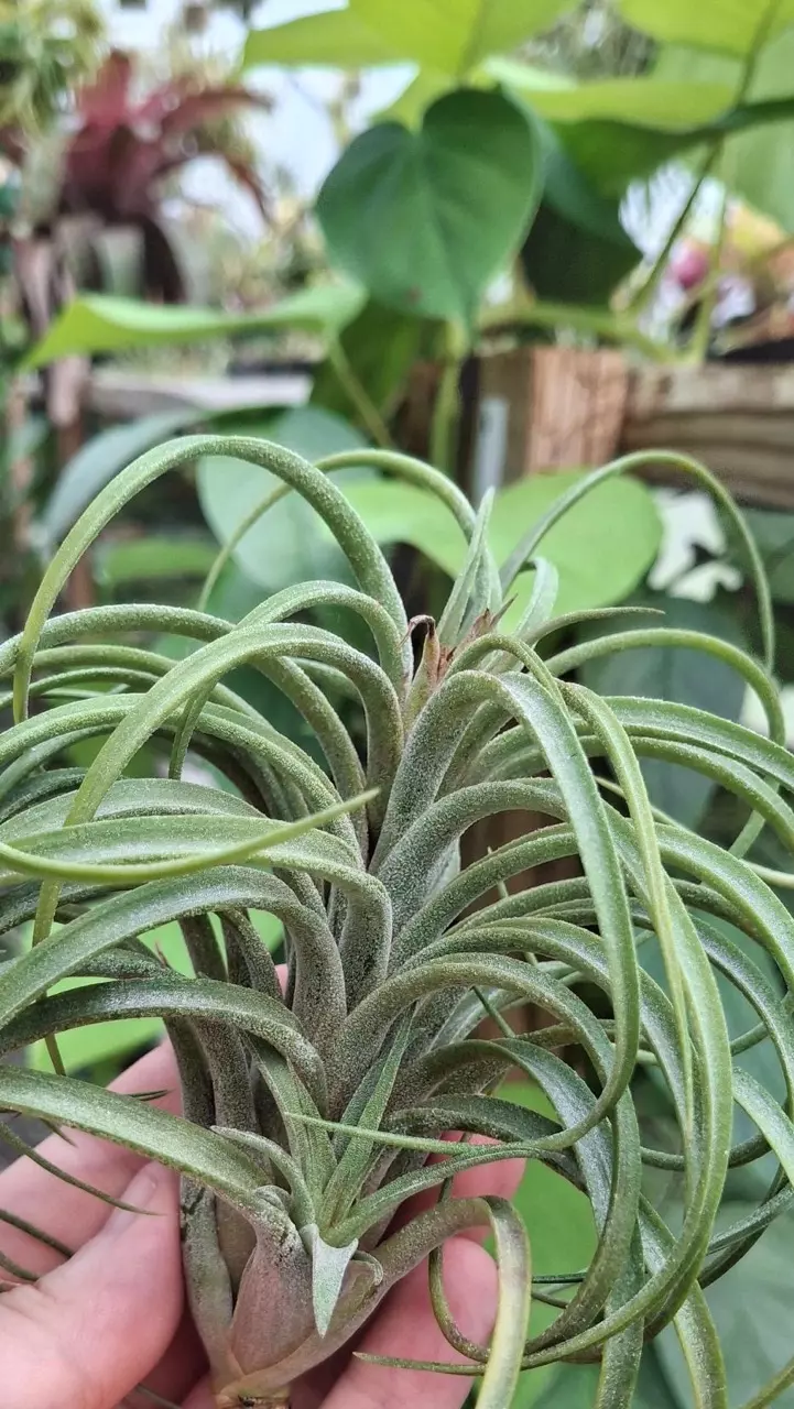 plant/Victoriana Air Plant with pup-2