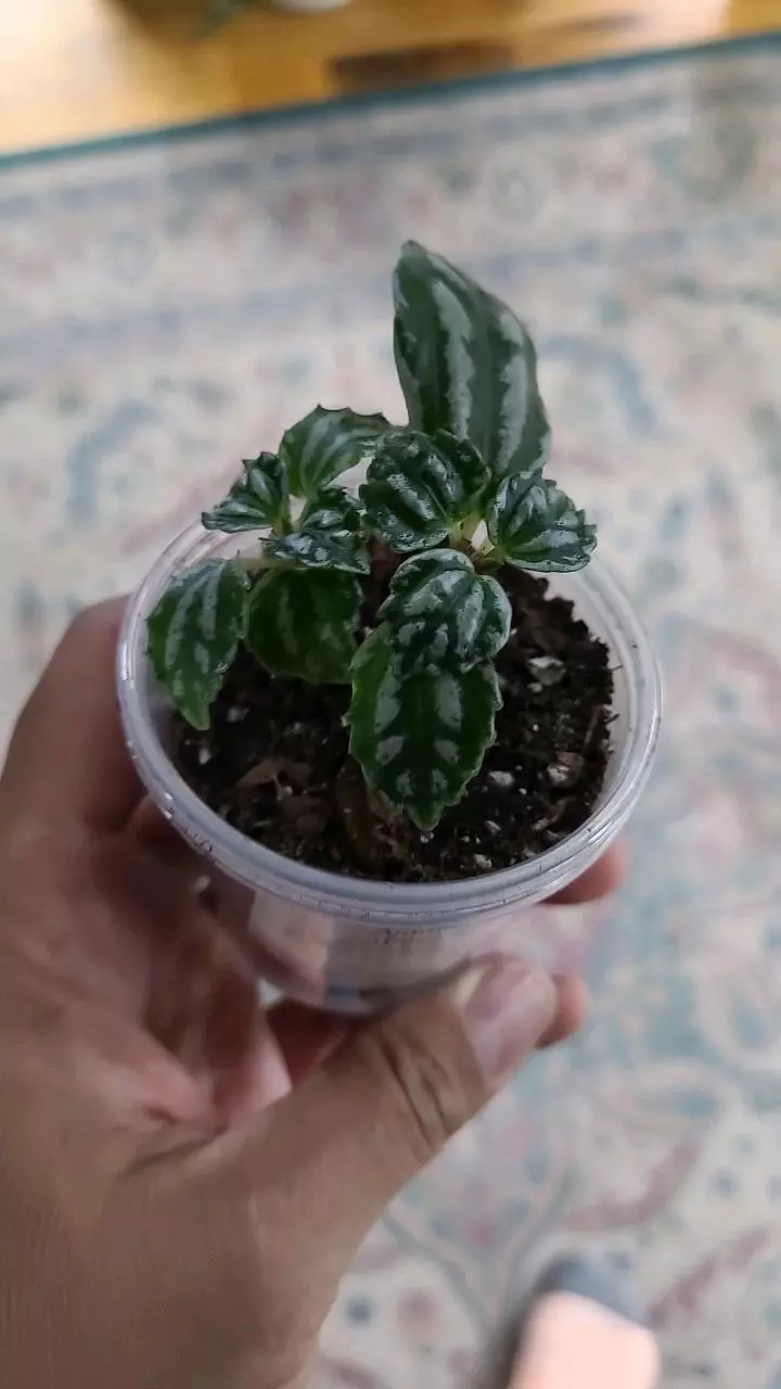 heat_pack/Aluminum Plant (Pilea Cadierei) 2" 10-064-0