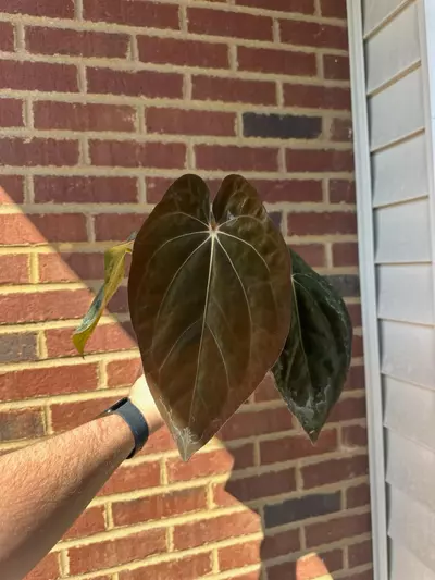 plant/Unnumbered RA Pap x Carla BVEP seedling-1-thumbnail