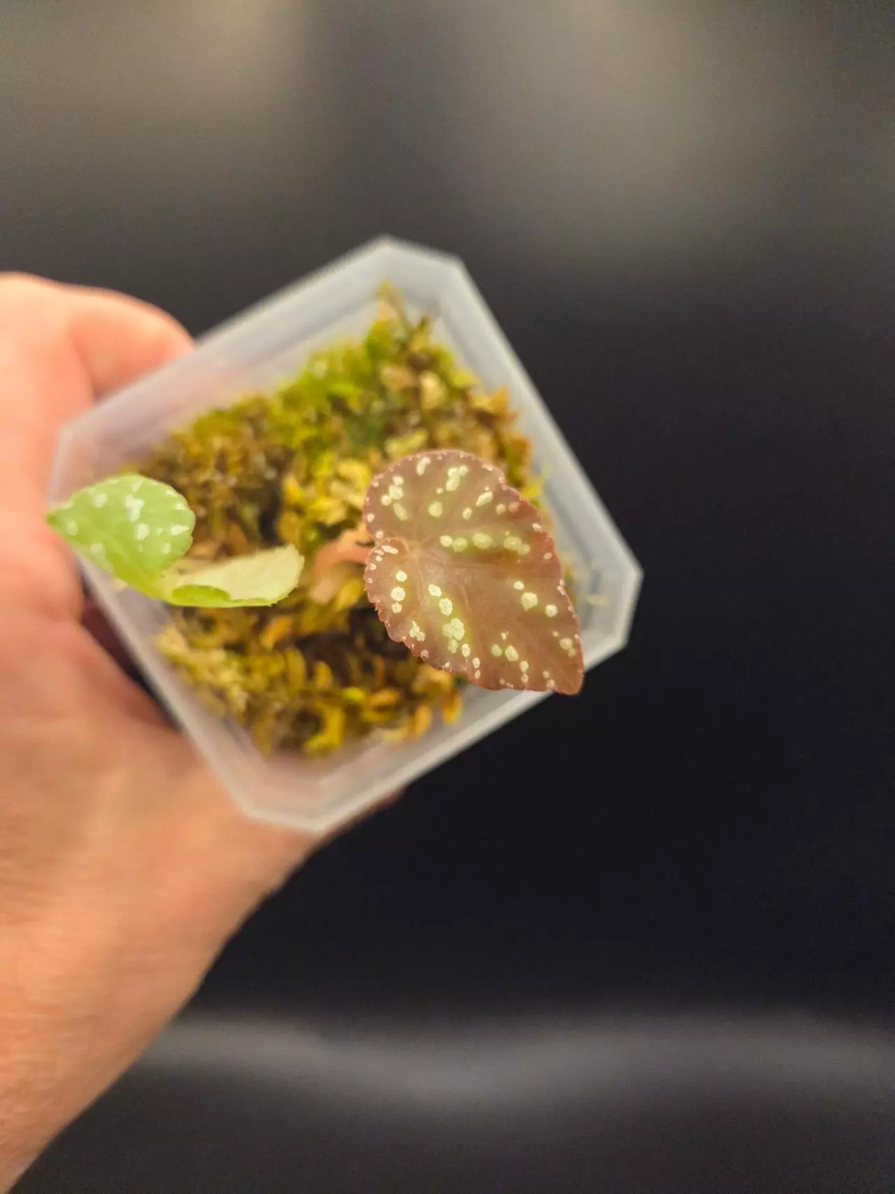 plant/Begonia Botanicaz 96-0