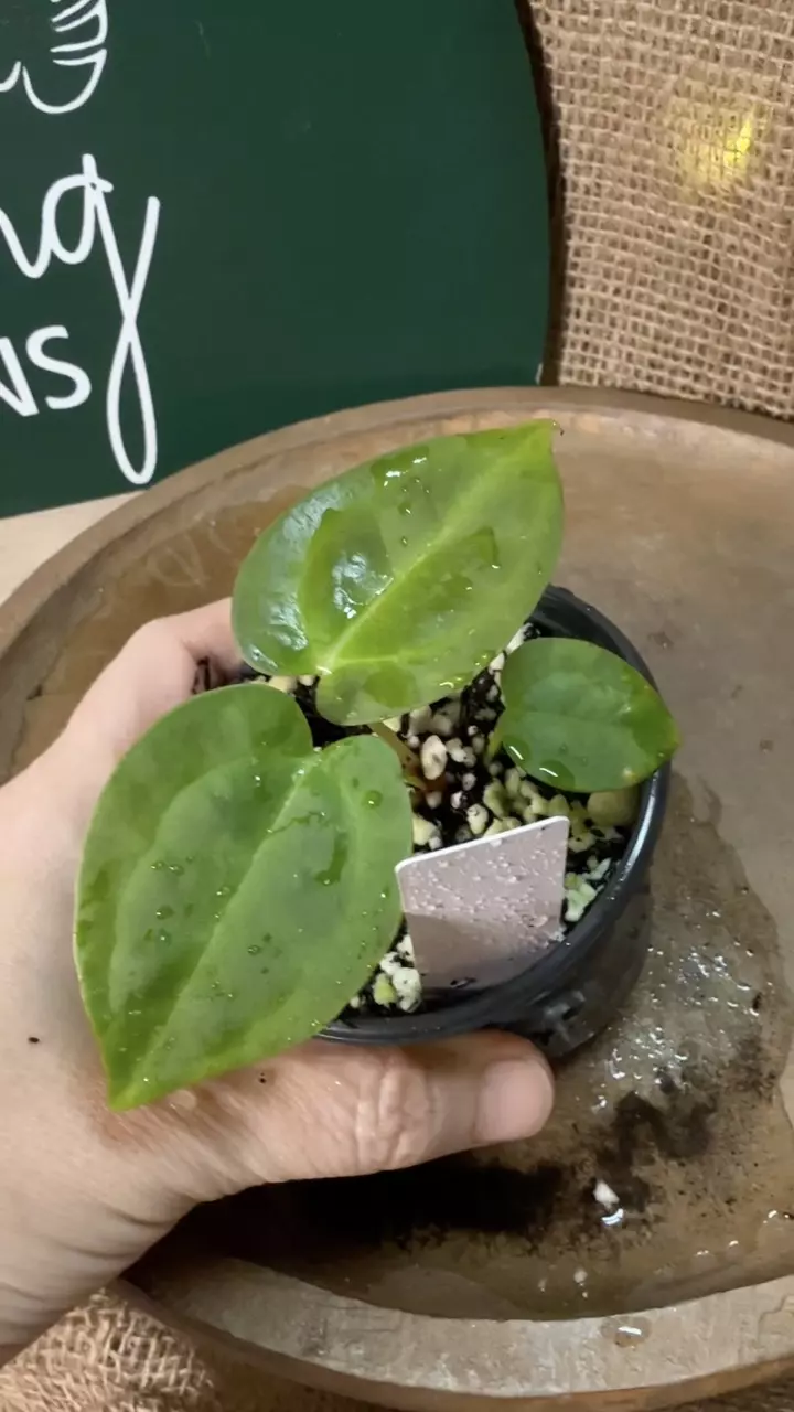 plant/A. Mag x Indo Pap-2