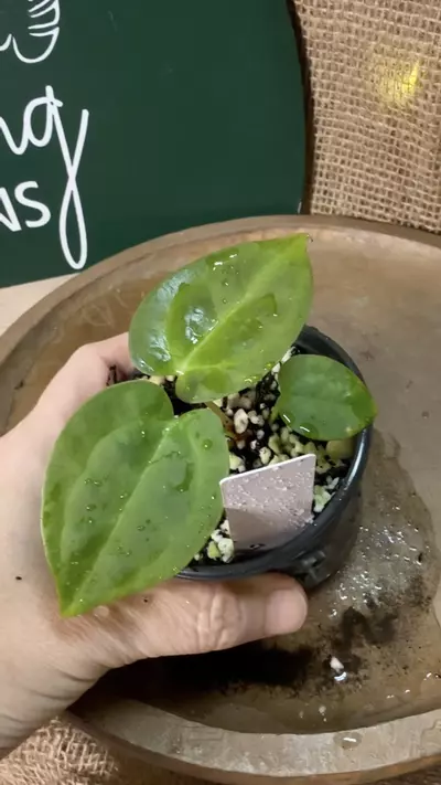 plant/A. Mag x Indo Pap-2-thumbnail