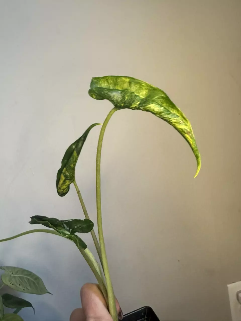 plant/Alocasia Shock Treatment Aurea-0