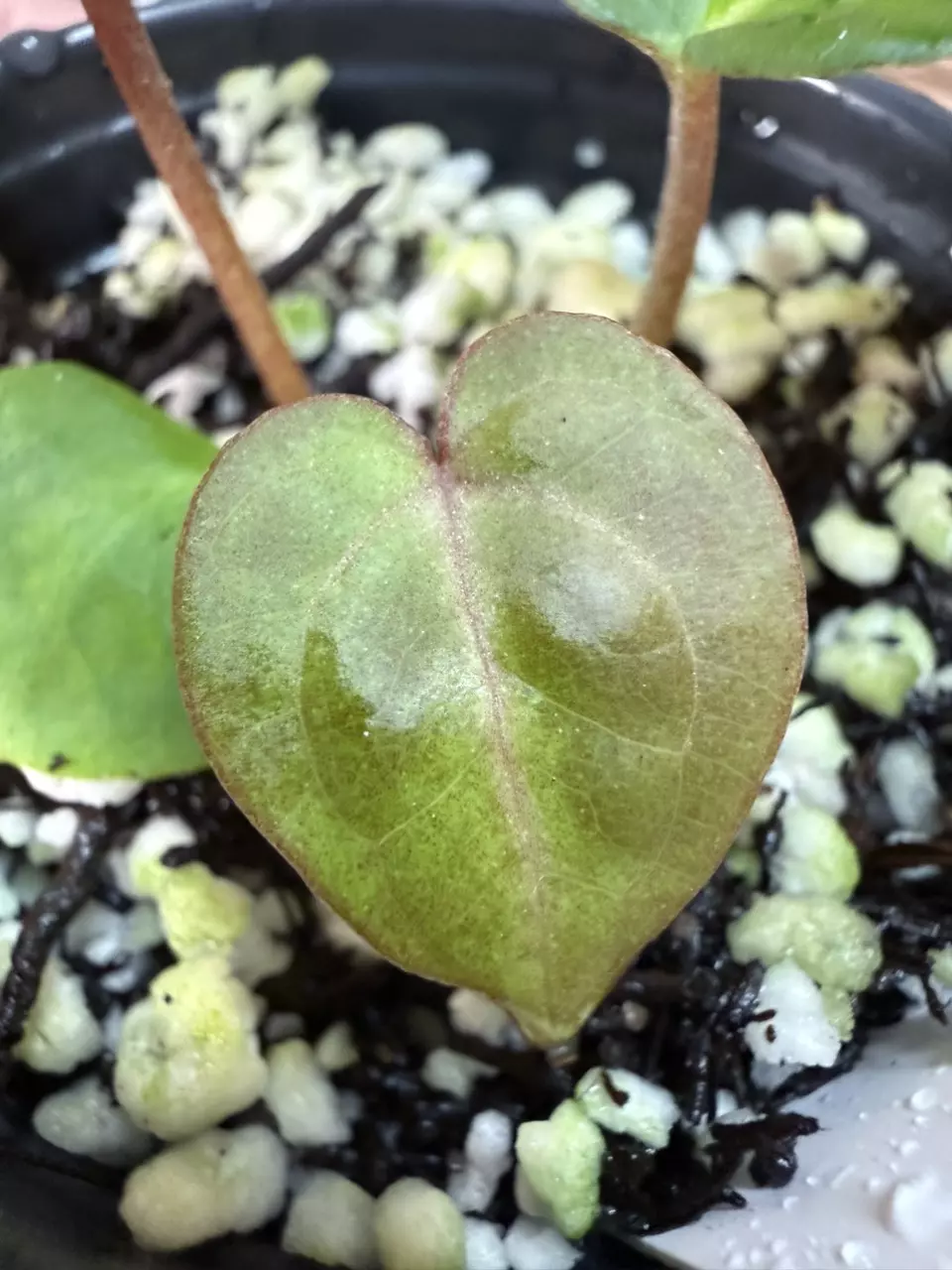 plant/A. Mag Verde x Rainbow Bess-1