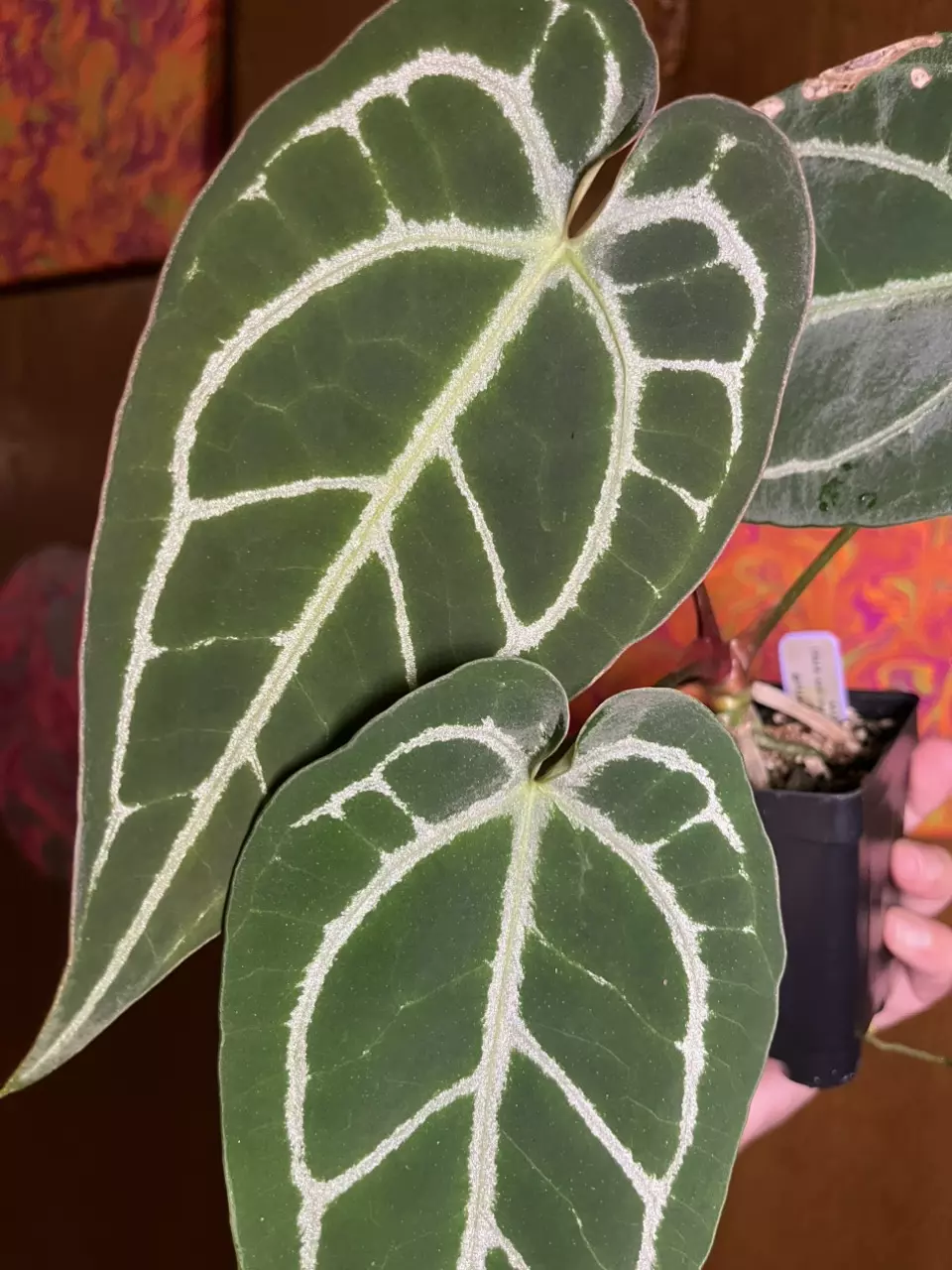 plant/Dark and Handsome x Michelle F3R1-0