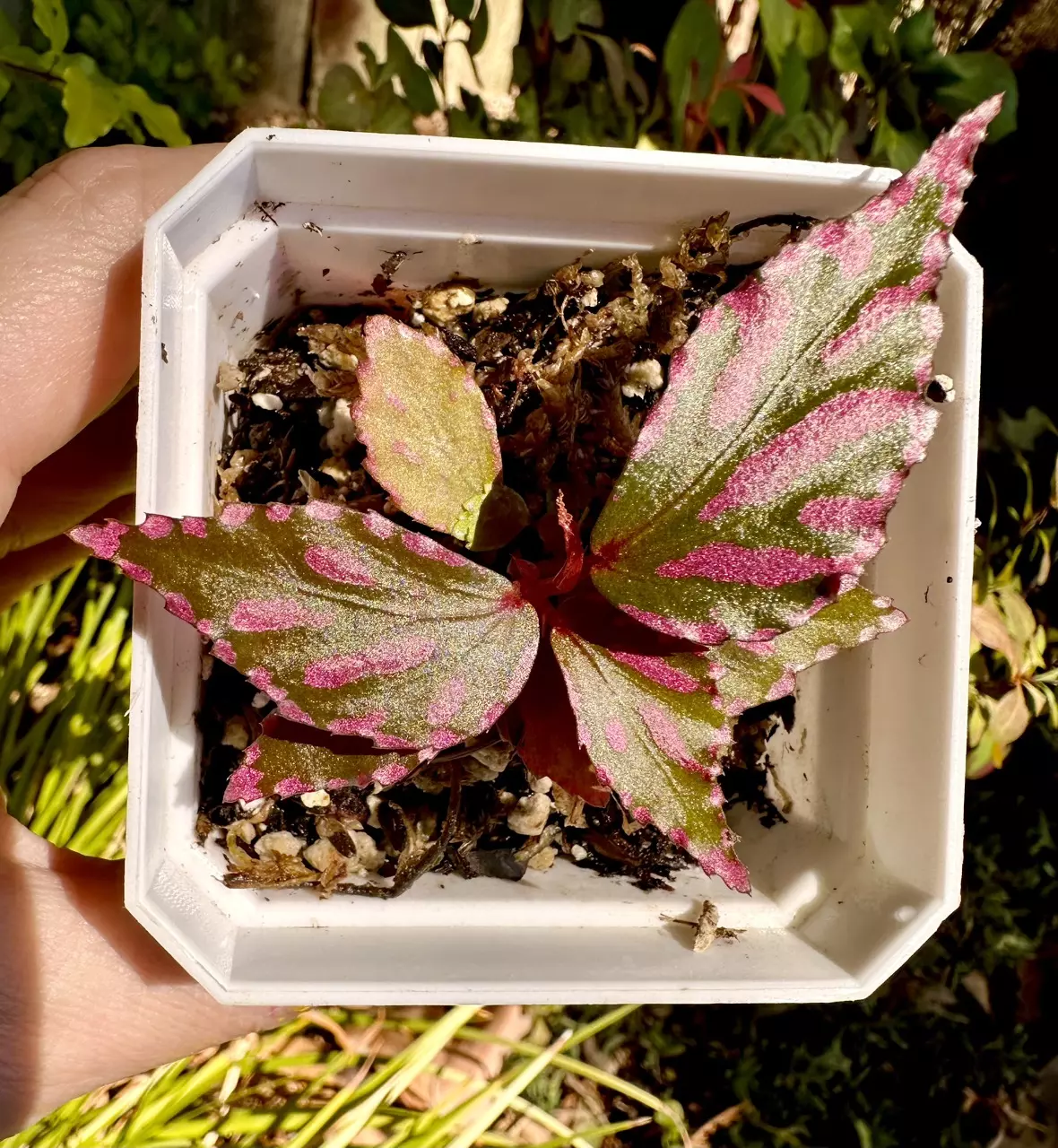 plant/Begonia sp. Julau-2