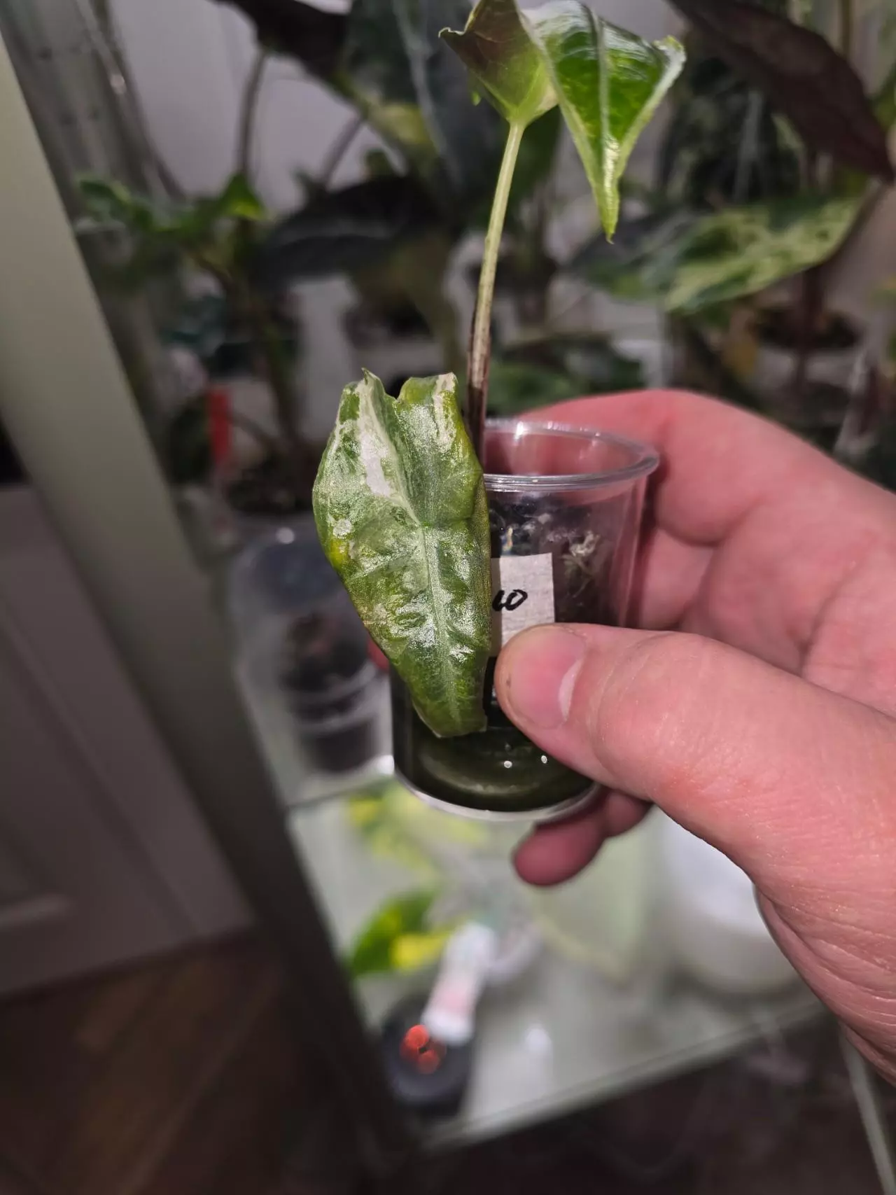 plant/Variegated Longiloba sp. Borneo-3