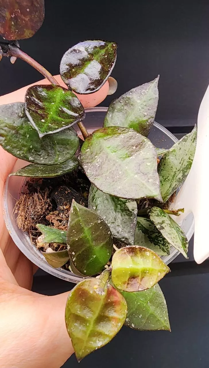 plant/Hoya Krohniana Black Silver-1