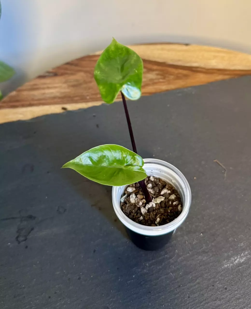 plant/Alocasia Black Stem Aurea-0