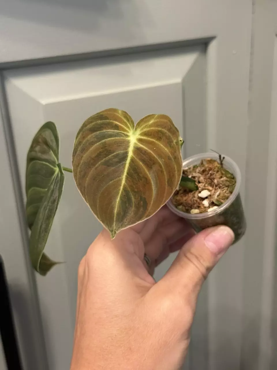 plant/Orange melano-0