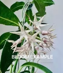 plant/Cutting: Hoya thuathienhuensis-3