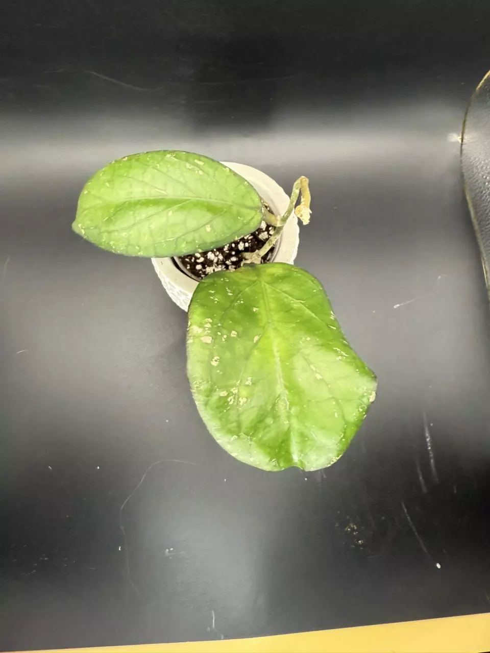 plant/Hoya Priktai Russia 464-1