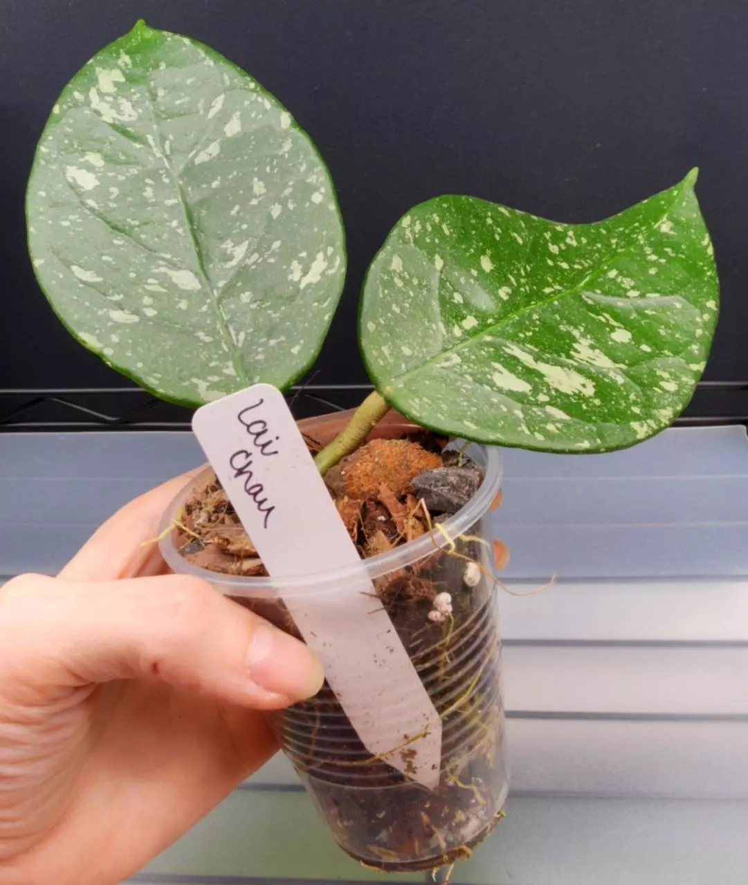 plant/Hoya sp. Lai Chau Splash(Round Leaf)-6