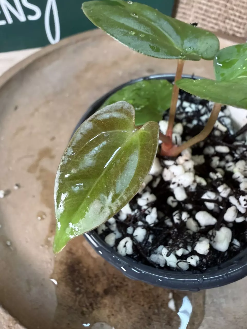 plant/A. Dark Phoenix x KD Goliath-1