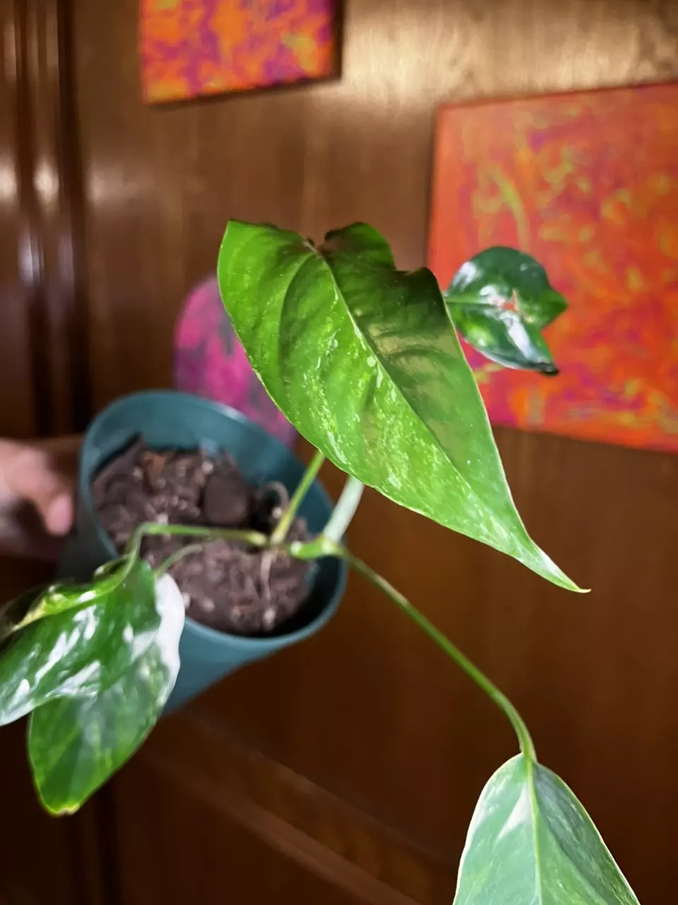 plant/Epipremnum pinnatum albo 4”-0