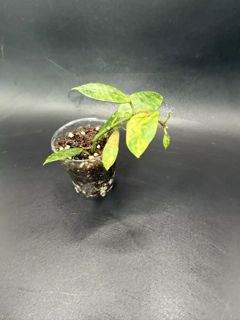 plant/Lacunosa Amarillo # 463-0