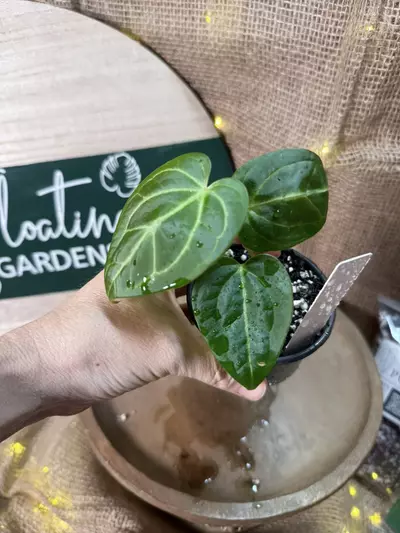 plant/A. Goliath x KD NOID The Dale *Last 1!-0-thumbnail