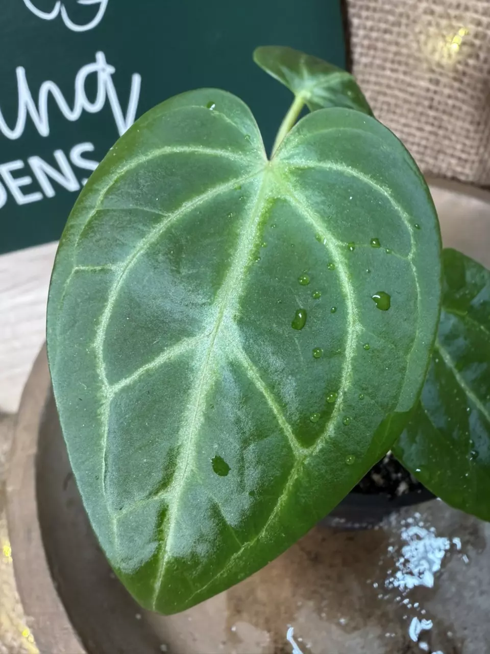 plant/A. Goliath x KD NOID The Dale *Last 1!-1