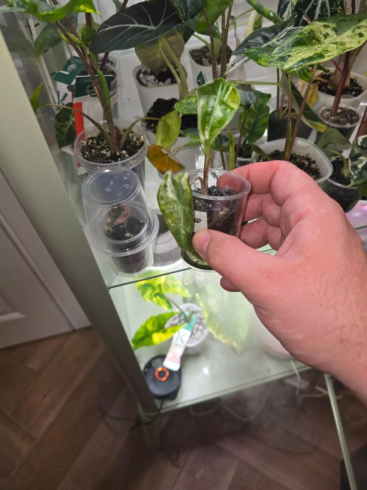 plant/Variegated Longiloba sp. Borneo-1