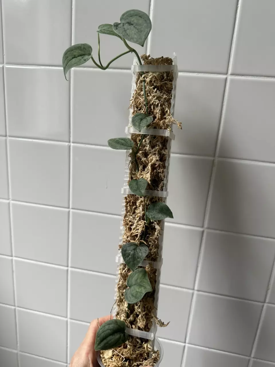 plant/0215 Scindapsus Snowflek-0