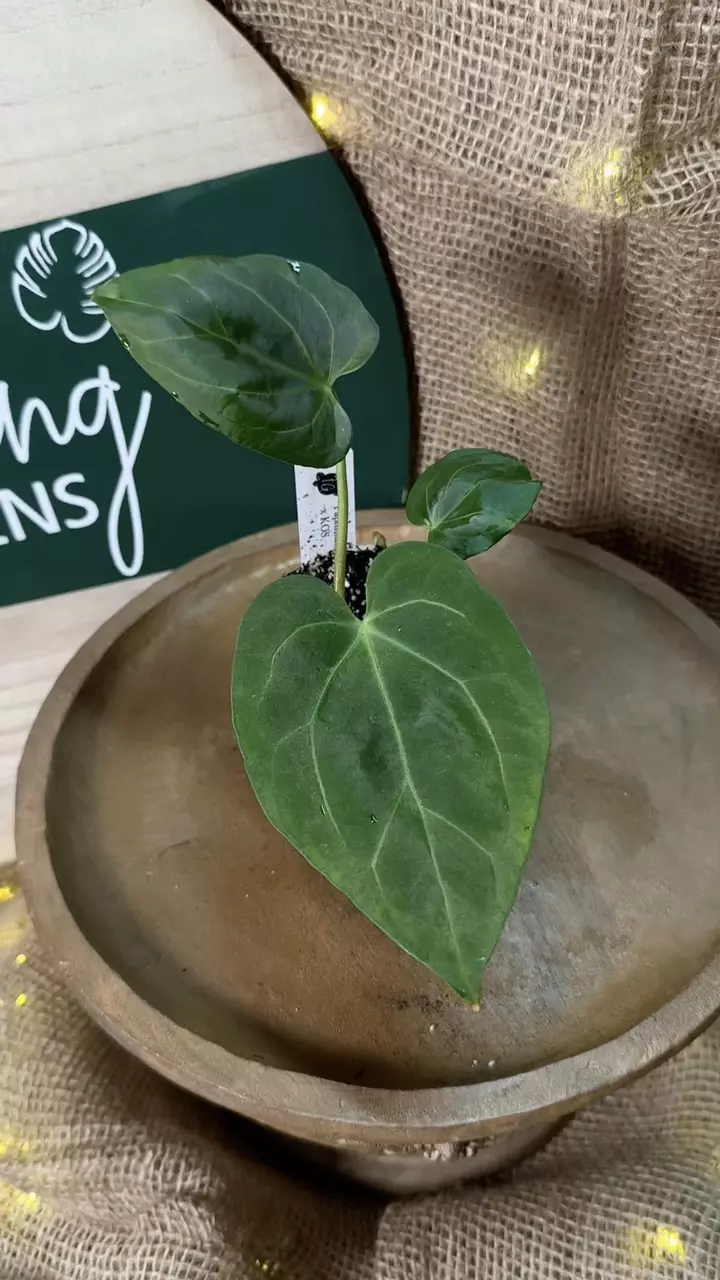 plant/A. Pap x KOS-4