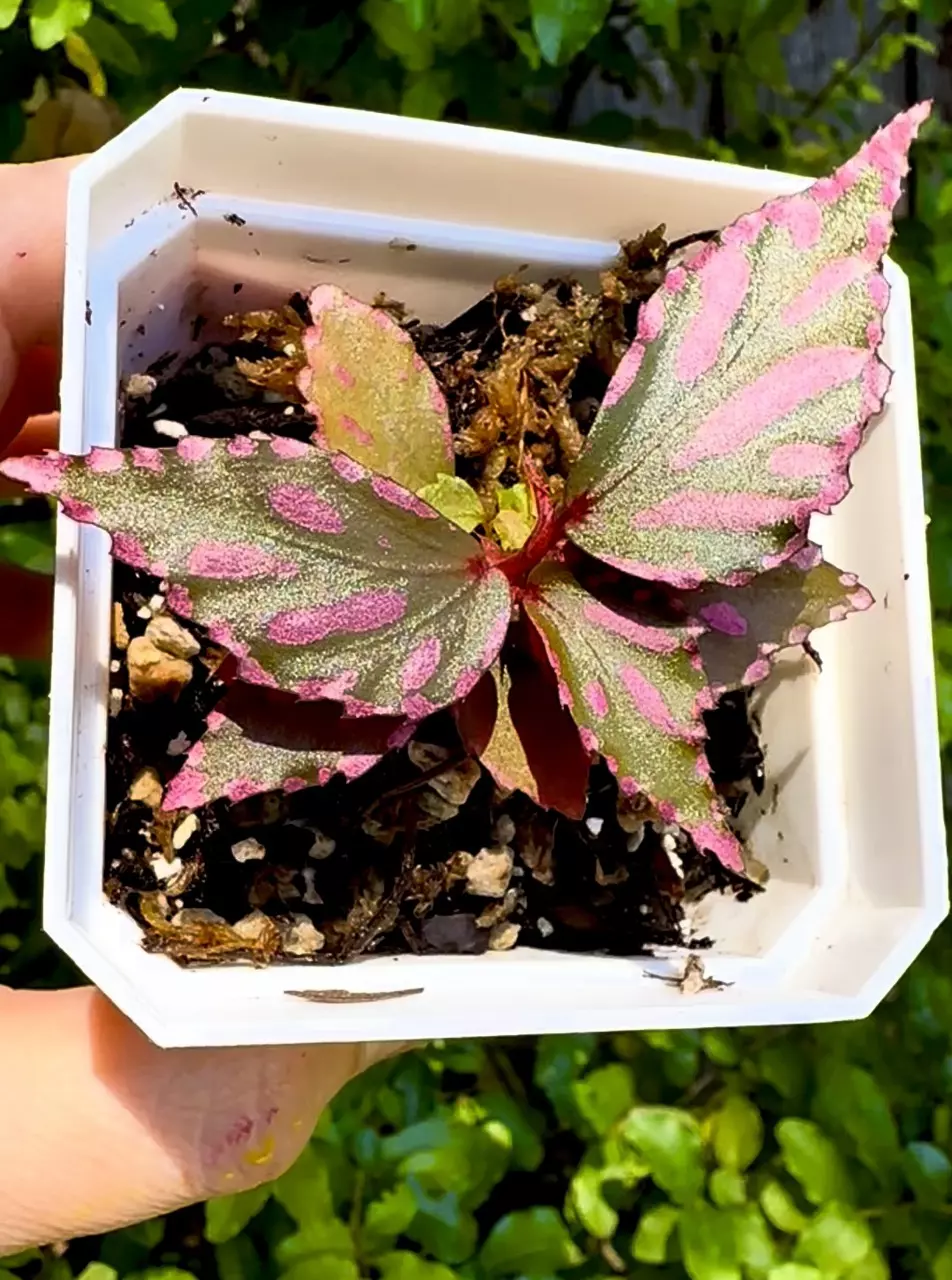 plant/Begonia sp. Julau-1