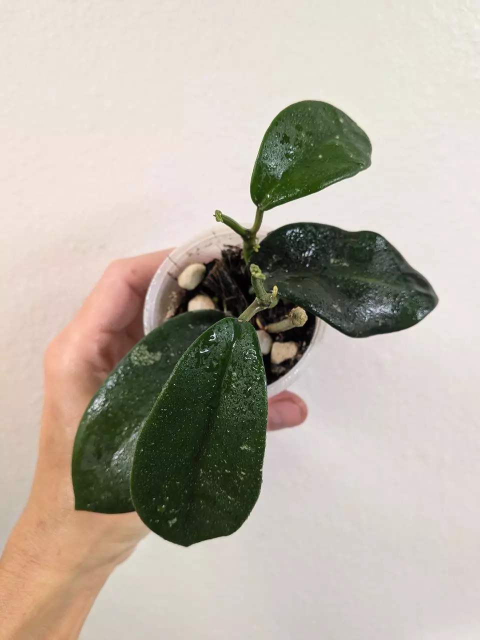 plant/Hoya sp. Chu Yang Sin Miral 272 with 2 vines and growth points!-0