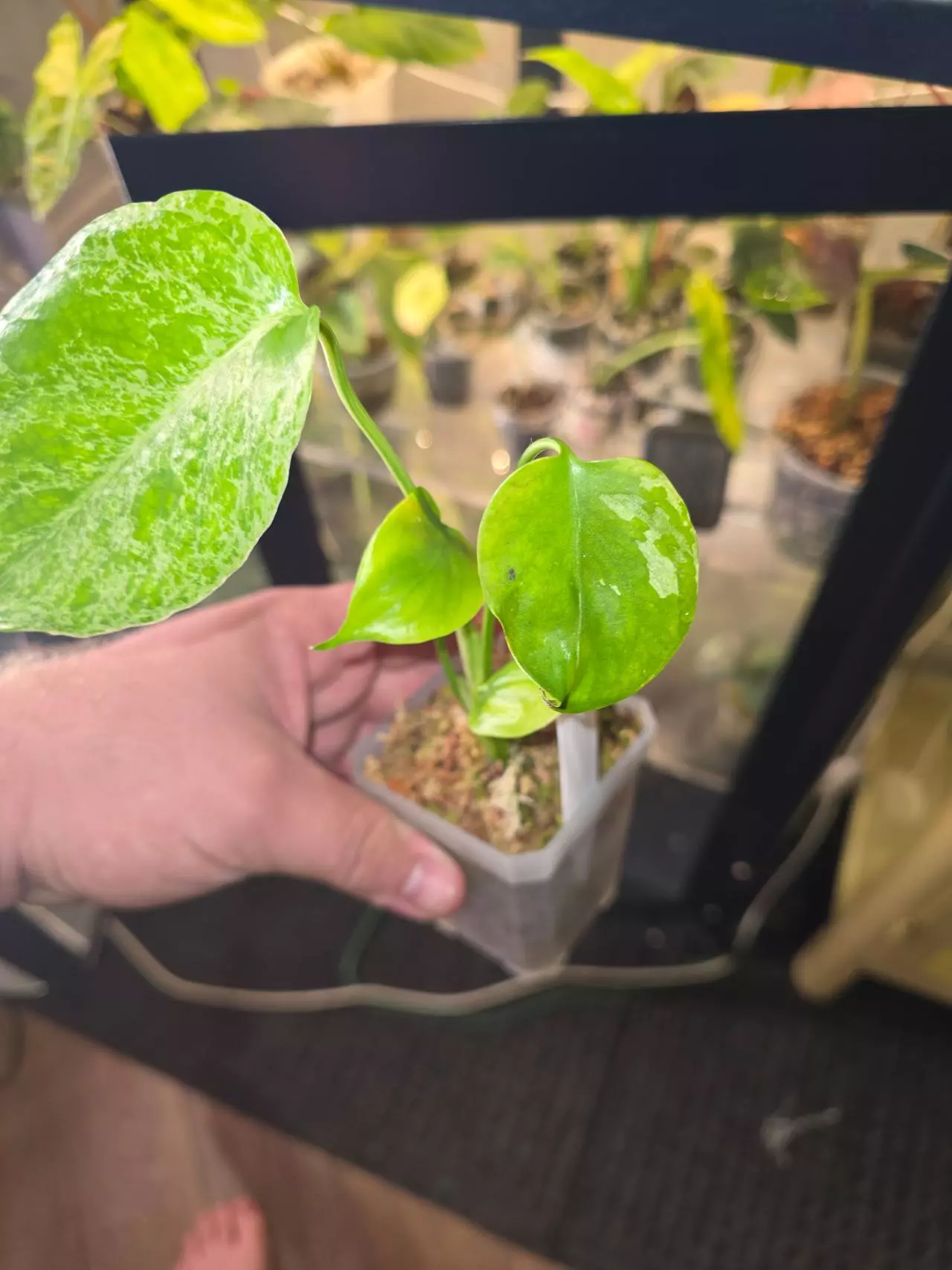 plant/Monstera Bulbasaur-1